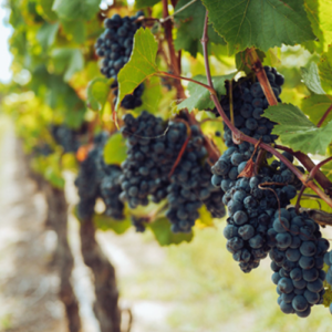 vineyard
